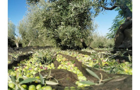 ep archivo   campana de recogida de aceituna