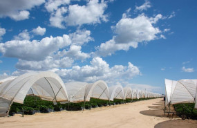 ep archivo   invernaderos de fresas en el entorno de donana