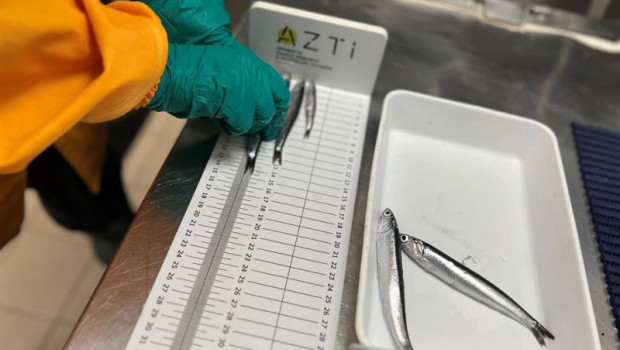 ep archivo   medicion de anchoa en la campana juvena