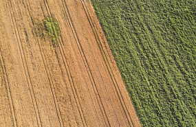 ep archivo un campo de forraje a 29 de junio de 2023 en xinzo de limia ourense galicia espana ep archivo un campo de forraje a 29 de junio de 2023 en xinzo de limia ourense galicia espana