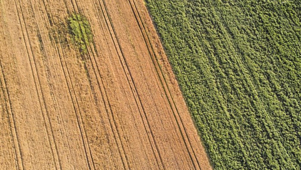 ep archivo   un campo de forraje a 29 de junio de 2023 en xinzo de limia ourense galicia espana