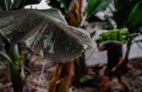 ep archivo   una platanera llena de ceniza mientras los agricultores recogen las pinas de platanos