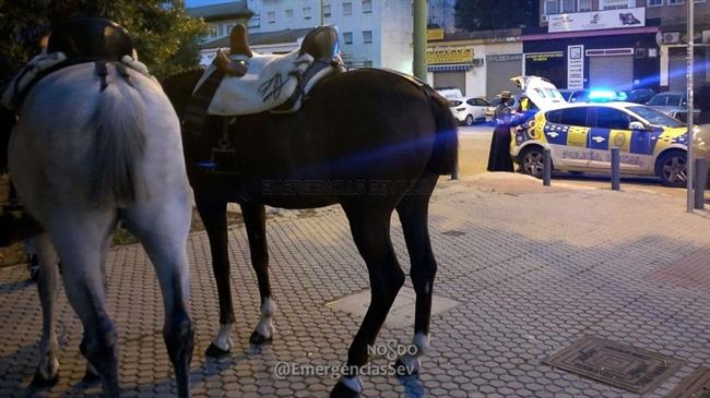Caballos intervenidos por la Policía Local | EUROPA PRESS/AYUNTAMIENTO DE SEVILLA ep caballos intervenidosla policia local