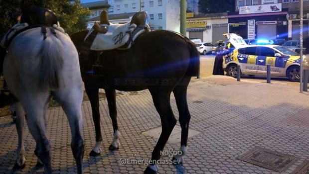 ep caballos intervenidosla policia local