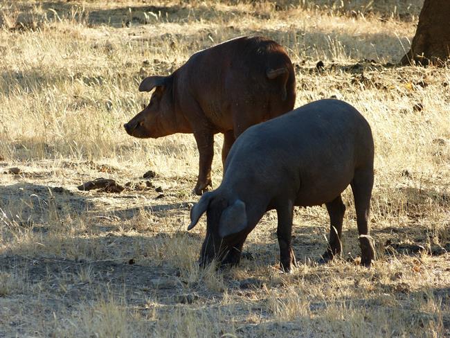 Cerdo ibérico, cerdos ibéricos | EUROPA PRESS ep cerdo iberico cerdos ibericos