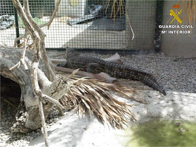 Criadero ilegal de reptiles en Alicante | GUARDIA CIVIL DE ALICANTE ep criadero ilegalreptilesalicante