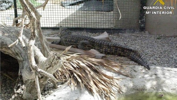 ep criadero ilegalreptilesalicante