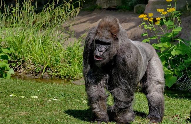 Muere 'Fritz', el gorila más viejo de Europa | TIERGARTEN NÜRNBERG ep muere fritz gorilaviejoeuropa