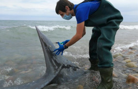 ep toman muestras al cetaceo