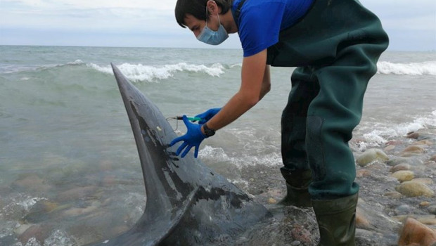 ep toman muestras al cetaceo