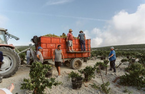 ep vendimia en una vina del marco de jerez