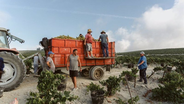 ep vendimia en una vina del marco de jerez
