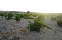 ep vinyes vi camp agricultors ep vinyes vi camp agricultors