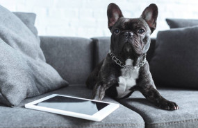 seo para clinica veterinaria seo para clinica veterinaria