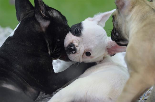 Animal, animales, perro, perros, cachorro, cachorros, perra, perras | EUROPA PRESS ep animal animales perro perros cachorro cachorros perra perras 20170706182801