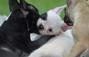 ep animal animales perro perros cachorro cachorros perra perras 20170706182801