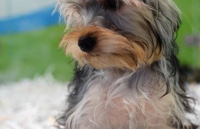 ep animal animales perro perros cachorro cachorros perra perras 20180426125702