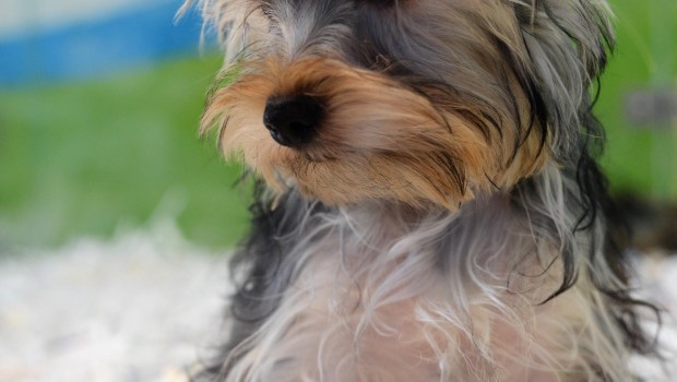 ep animal animales perro perros cachorro cachorros perra perras 20180426125702
