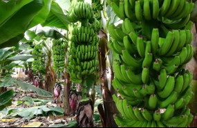 ep archivo finca de platanos en la palma ep archivo finca de platanos en la palma
