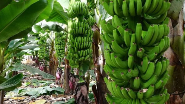 ep archivo finca de platanos en la palma ep archivo finca de platanos en la palma