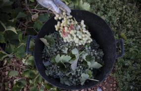 ep archivo   un trabajador de la vendimia sostiene un racimo de uvas verdes recien cortado y lo