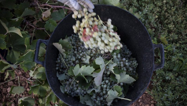 ep archivo   un trabajador de la vendimia sostiene un racimo de uvas verdes recien cortado y lo