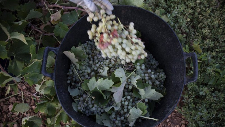 ep archivo un trabajador de la vendimia sostiene un racimo de uvas verdes recien cortado y lo ep archivo un trabajador de la vendimia sostiene un racimo de uvas verdes recien cortado y lo