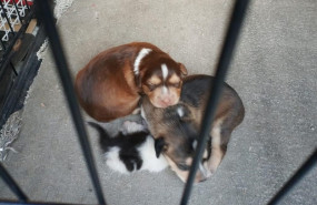 ep imagenlos cachorrosperrogato recuperadosla policia localgetafe