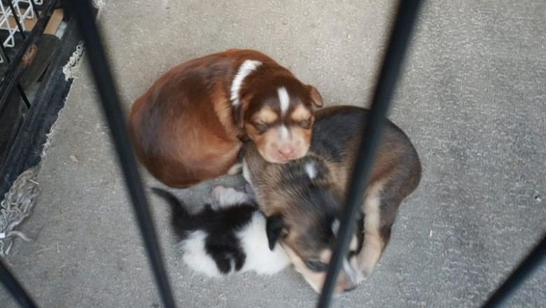Imagen de los cachorros de perro y gato recuperados por la Policía local de Getafe. | POLICÍA LOCAL DE GETAFE ep imagenlos cachorrosperrogato recuperadosla policia localgetafe
