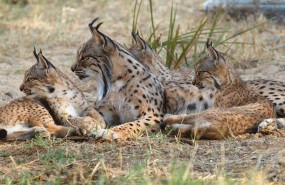 ep lince iberico aura cachorros especies en peligro