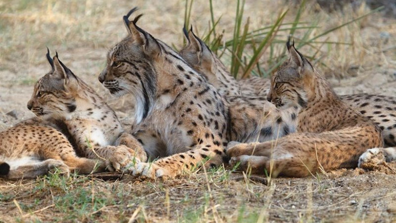 ep lince iberico aura cachorros especies en peligro ep lince iberico aura cachorros especies en peligro