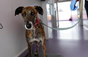 ep un galgo en el hospital veterinarea en alpedrete en el que trabajan 13 veterinarios sanitarios