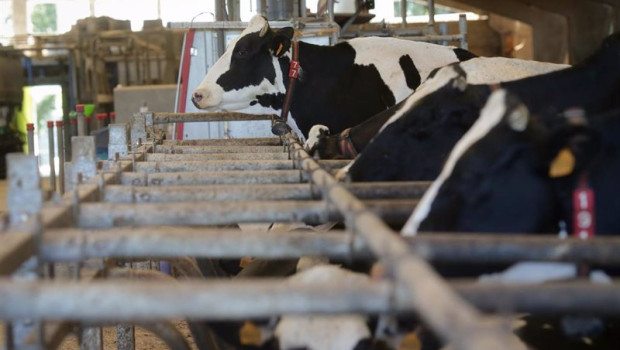 ep vacas de una ganaderia de lacteo