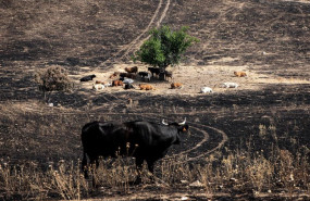 ep varias vacas en un campo incendiado