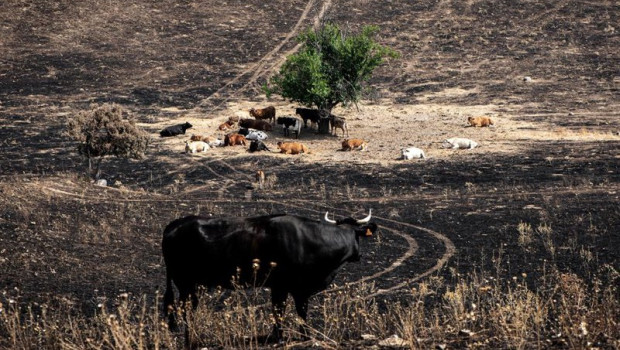 ep varias vacas en un campo incendiado ep varias vacas en un campo incendiado