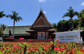 1619093856 loro parque anuncia reapertura