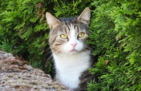 1638285746 c mo ahuyentar gatos de las plantas