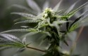 cbmarihuana cbmarihuana