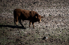 ep archivo   una vaca en el pantano de sau a 20 de noviembre de 2023 en vilanova de sau barcelona