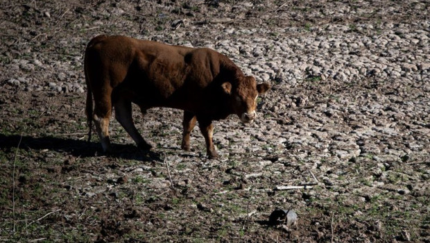 ep archivo   una vaca en el pantano de sau a 20 de noviembre de 2023 en vilanova de sau barcelona