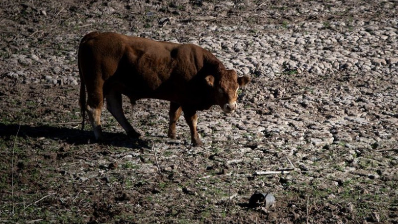 ep archivo   una vaca en el pantano de sau a 20 de noviembre de 2023 en vilanova de sau barcelona