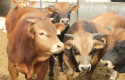ep archivo   vacas 20260525163103