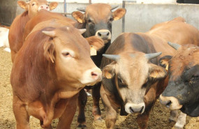 ep archivo   vacas 20260525163103