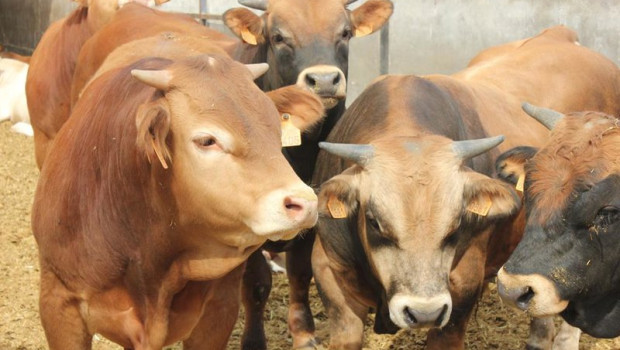 ep archivo   vacas 20260525163103