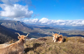 ep archivo   vacas en el puerto de orduna