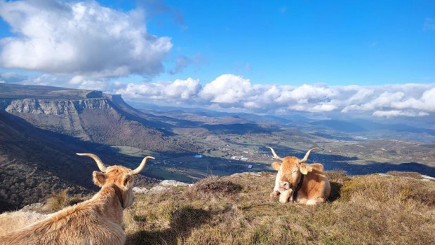 ep archivo   vacas en el puerto de orduna