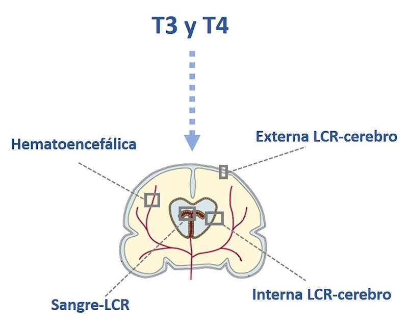 ep barreras cerebrales por las que pueden acceder las hormonas tiroideas t3 y t4 al cerebro fetal
