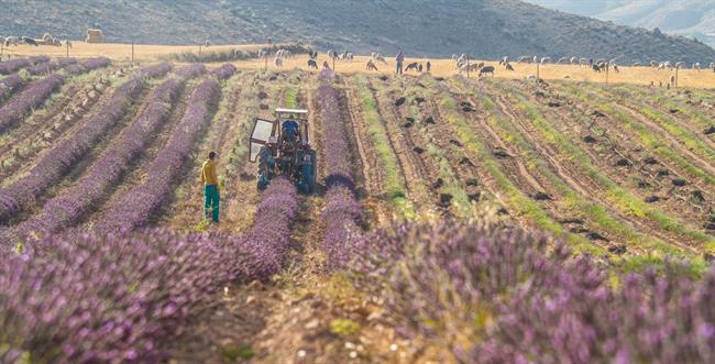 ep cultivo campo agricultura