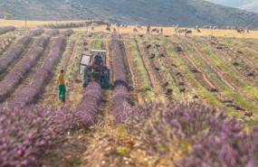 ep cultivo campo agricultura