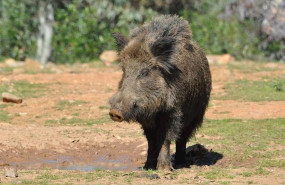 ep imagen de recurso de un jabali
